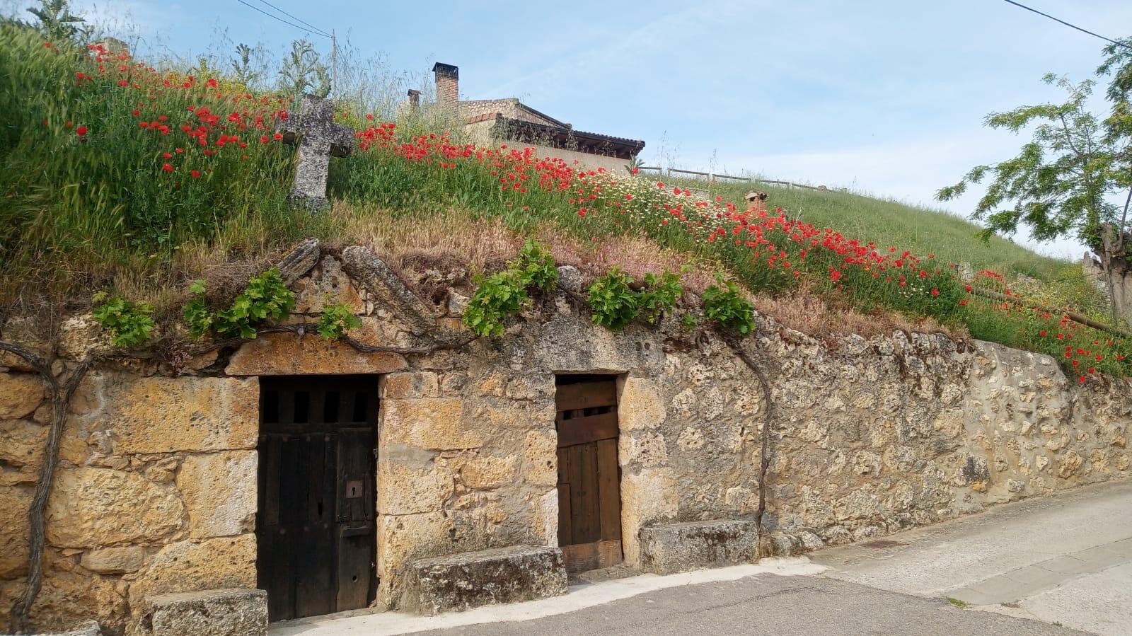 Ruta del vino Ribera del Duero